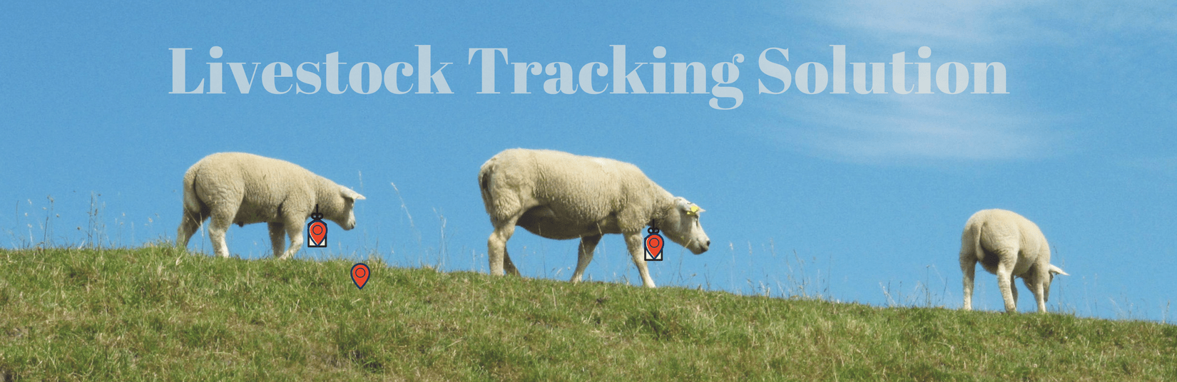 Livestock Tracking Solution